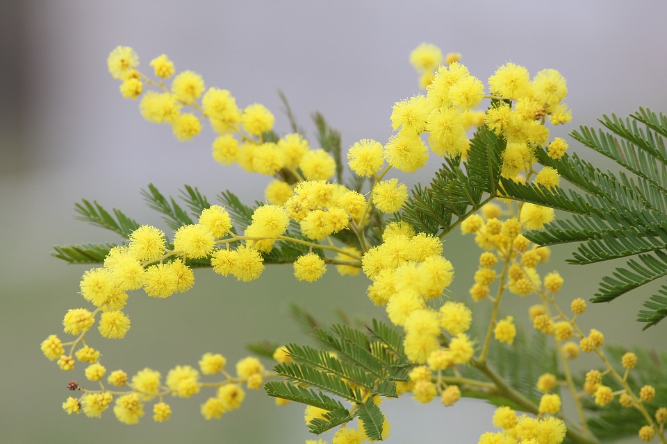 8 marzo, le origini della Festa della donna